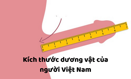 Đường kính dương vật đàn ông Việt Nam